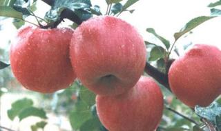 红富士苹果哪里产的又脆又甜